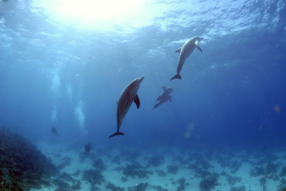 Red-Sea (3)